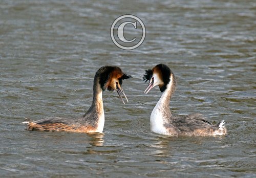   Great Crested Grebs DM1708